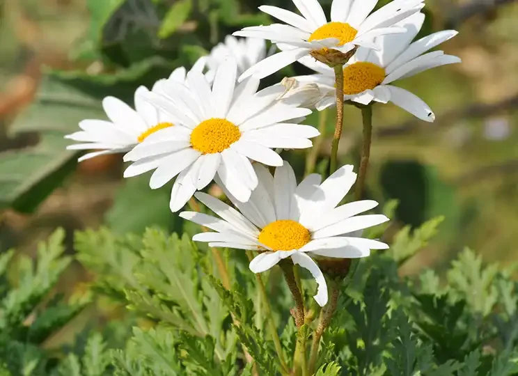 A cluster of white daisies with yellow centers blooming in greenery, symbolizing healing, growth, and a fresh outlook from EMDR therapy.