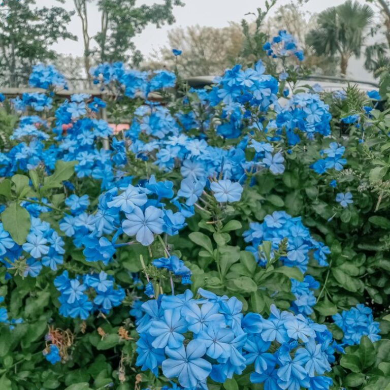 Beautiful flowers growing along the Colorado River in Austin Texas