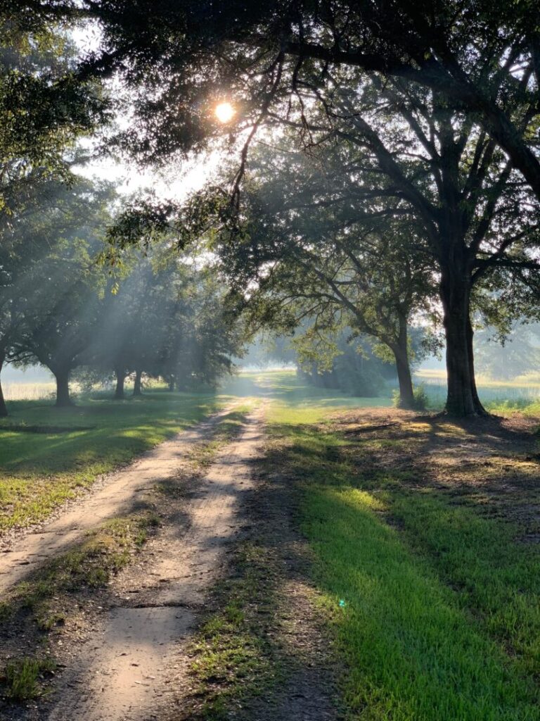 Sunlight through trees in Austin Texas symbolizing hope and growth as a result of therapy